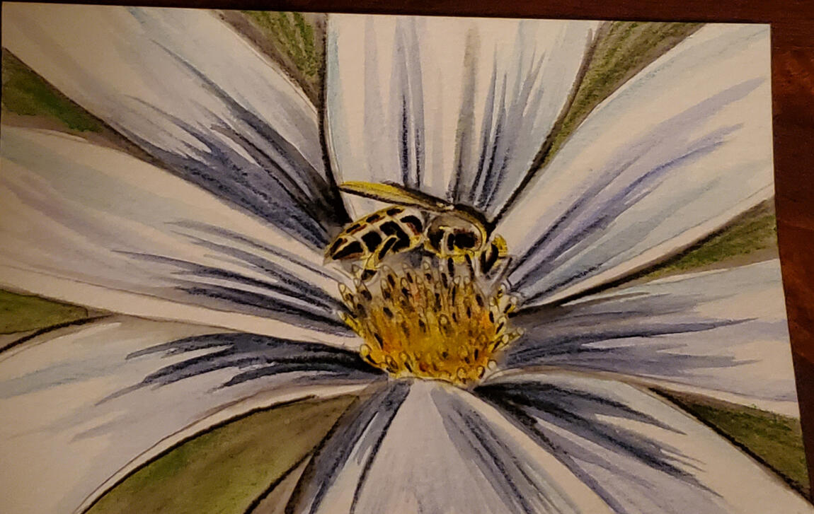Bee Daisy